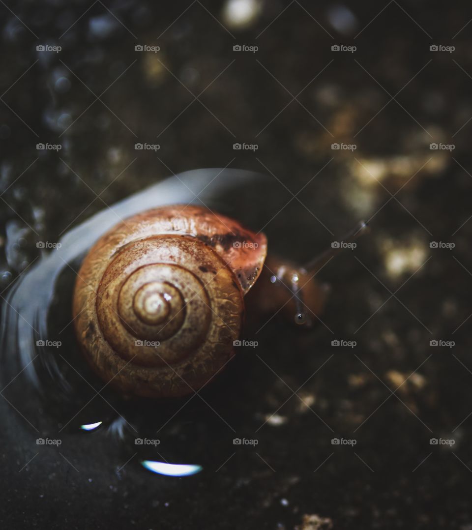 Wet Snail