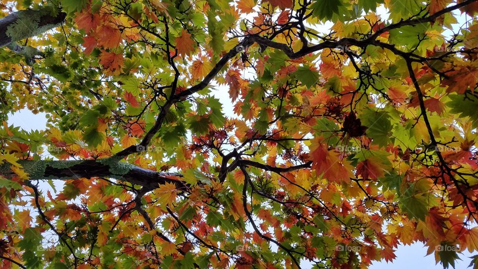 Colorful autumn trees