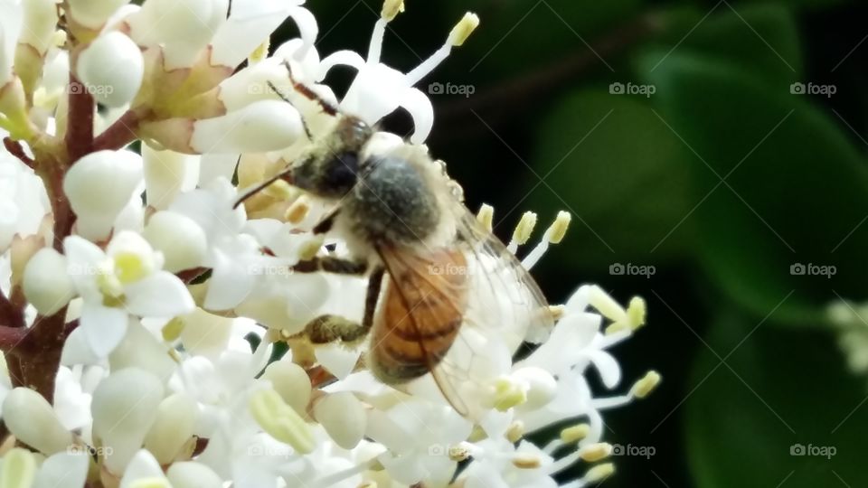 Perfection of nature, the bee.