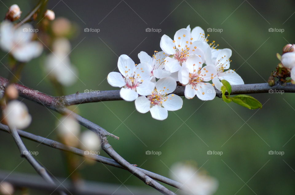 Close-up of white flowers