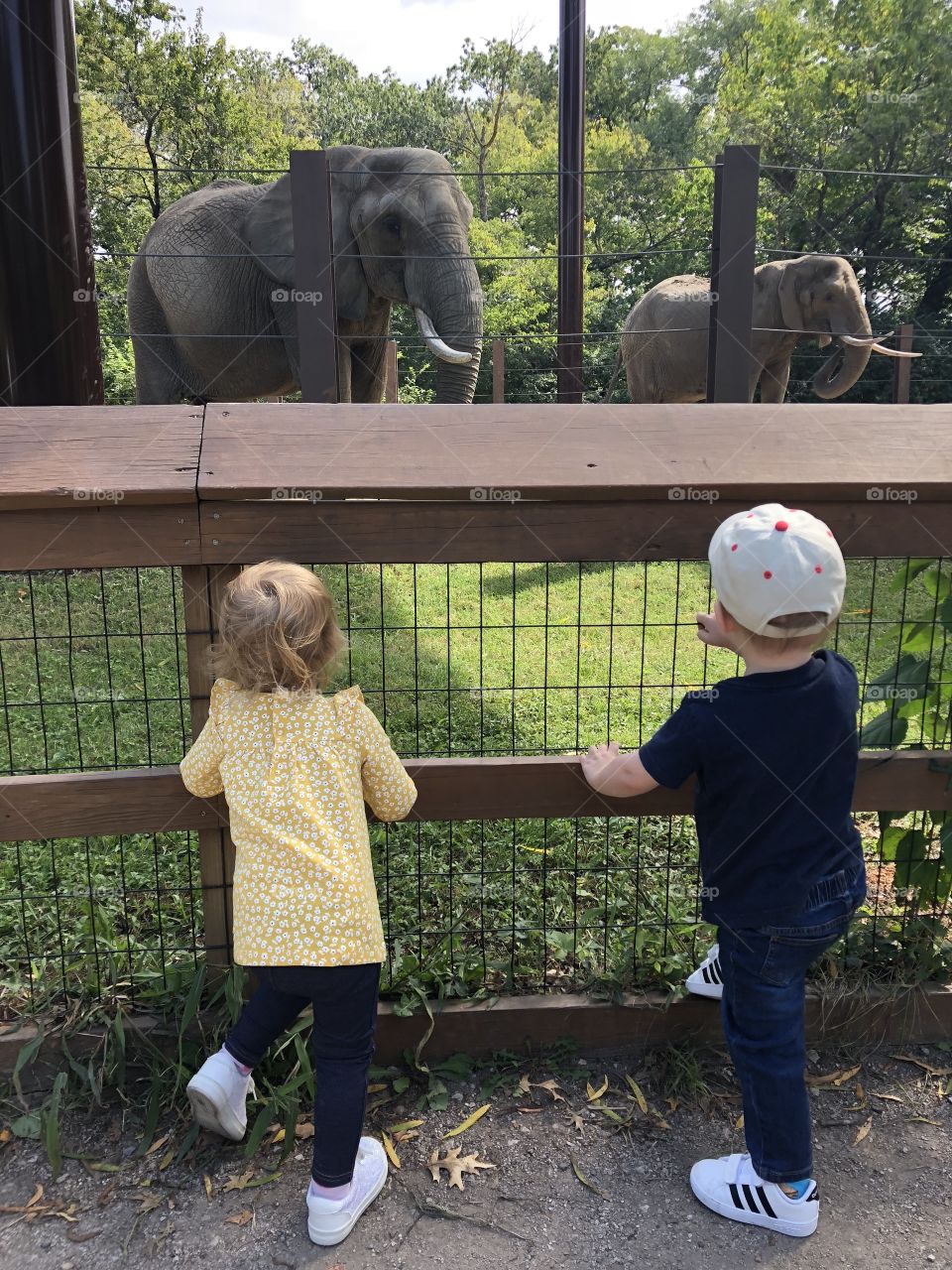 A day at the zoo 