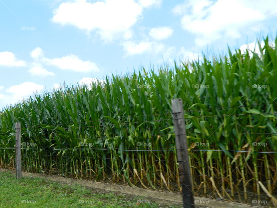 corn field