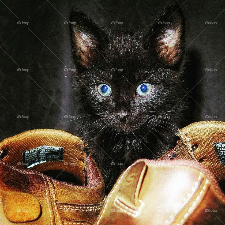 blue eyes black cat