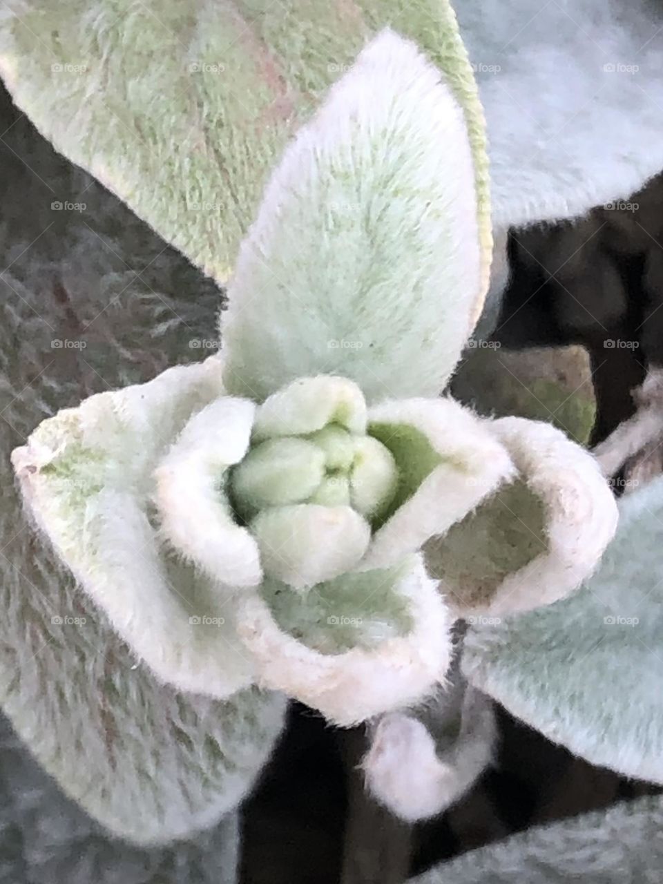 Closeup of a beautiful desert succulent in north Texas. 