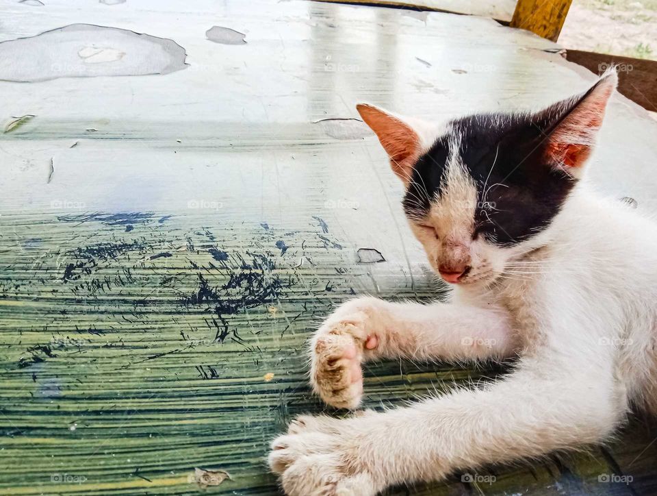 the cat is sleepy, on the table.