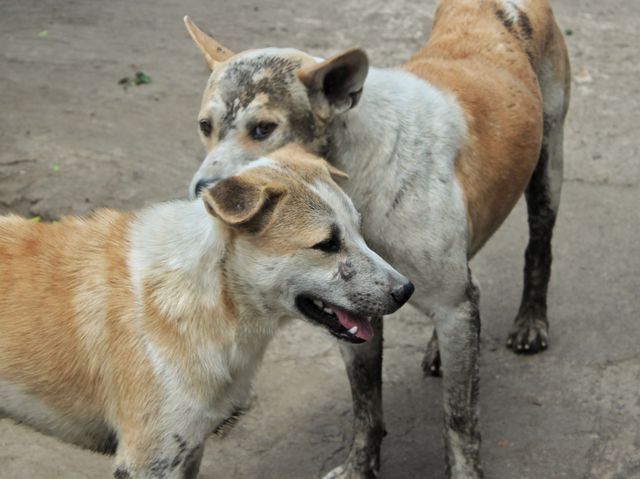 Two street dogs after playing mudl