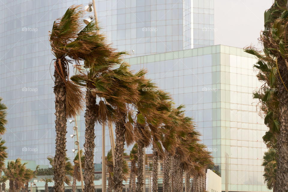 Palmeras en una tormenta de viento invernal