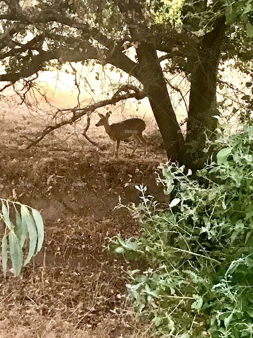 A small, young deer finds shade under a tree along a city walking trail.