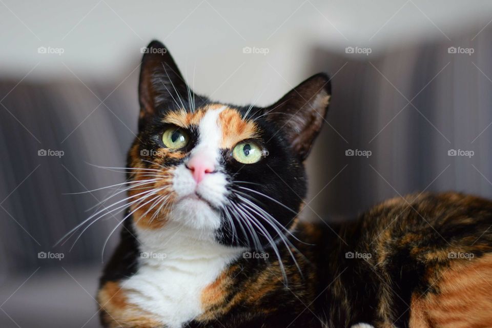 Close-up of tabby cat