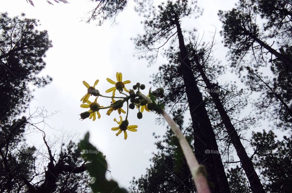 Yellow flowers growing in the forest