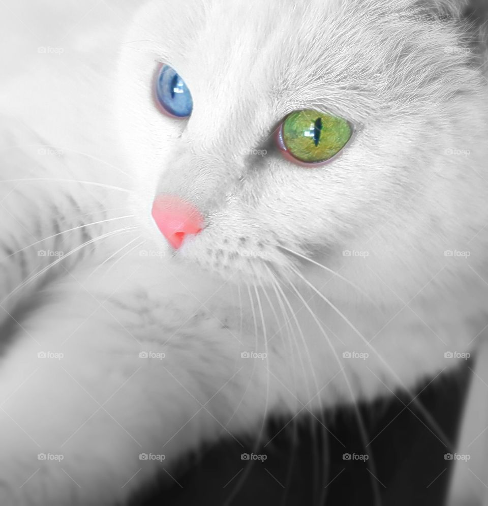 Extreme closeup of white cat