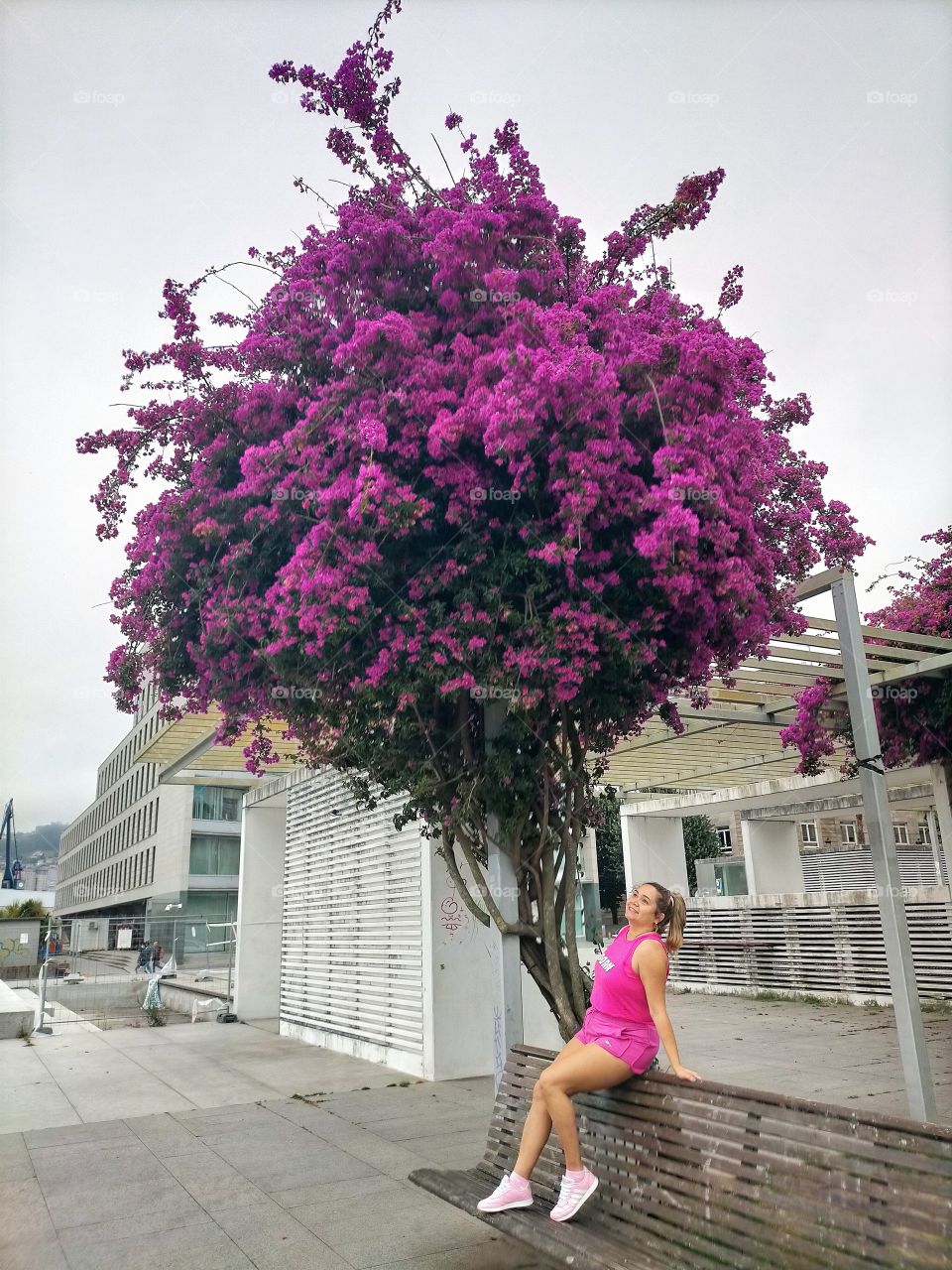 árvores com flores rosa, verão, cidade.