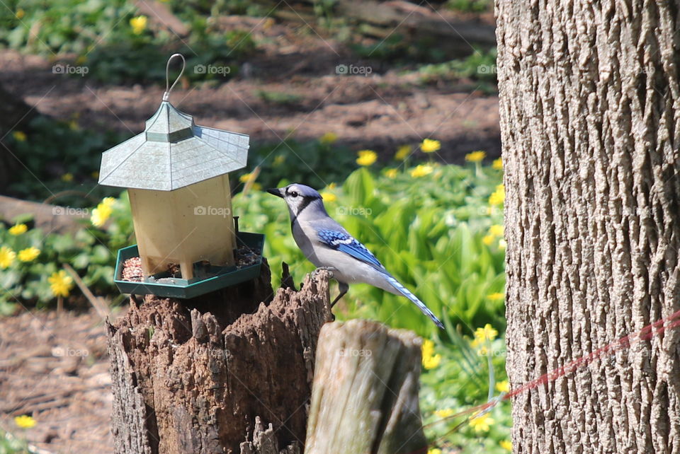 Bird, Nature, Garden, Tree, Outdoors