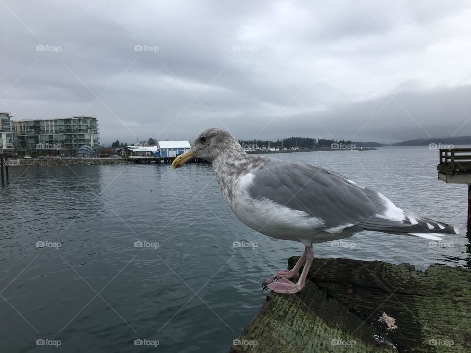 Seagull resting on a dock