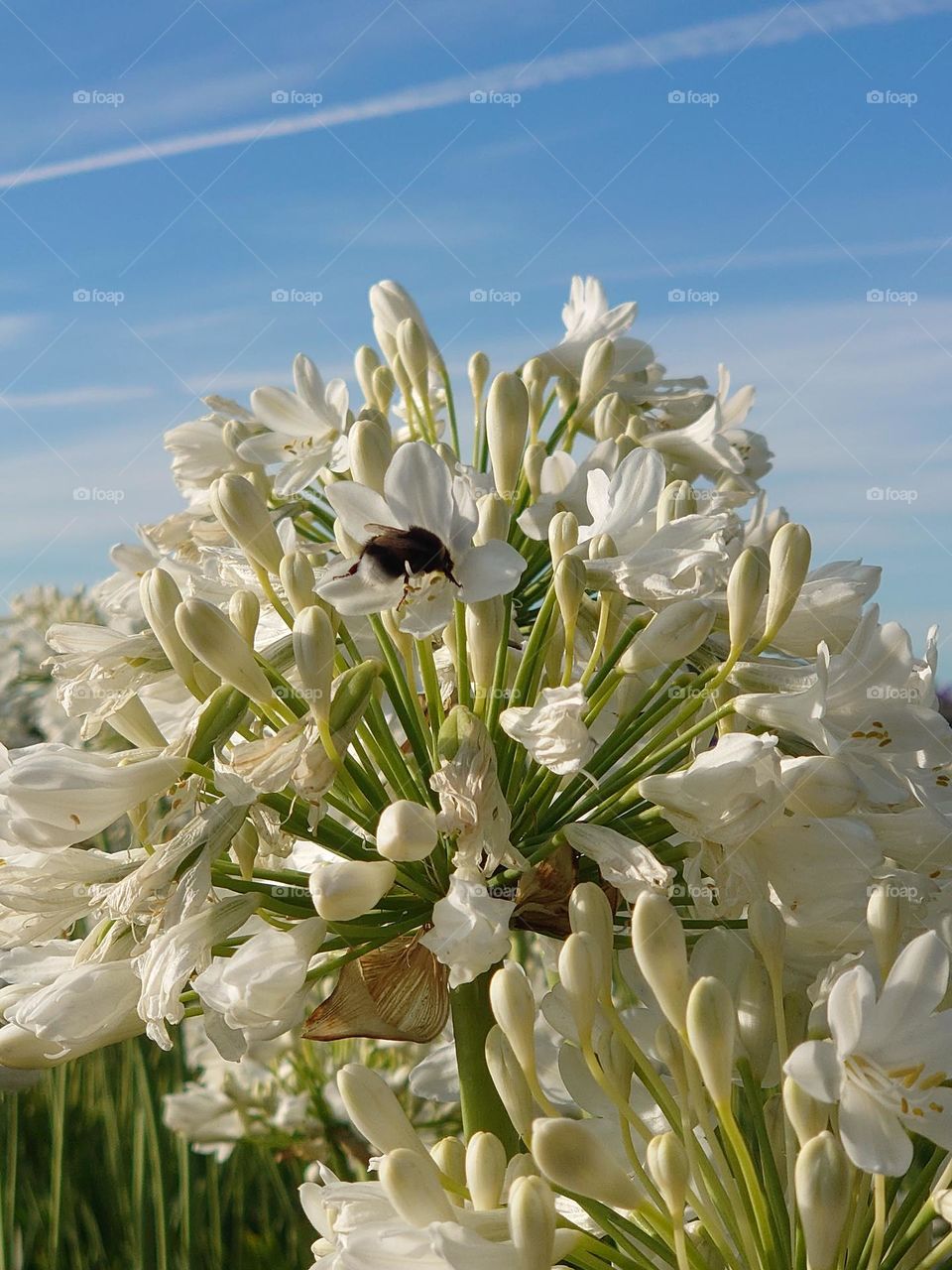 Bumblebee in Allium field