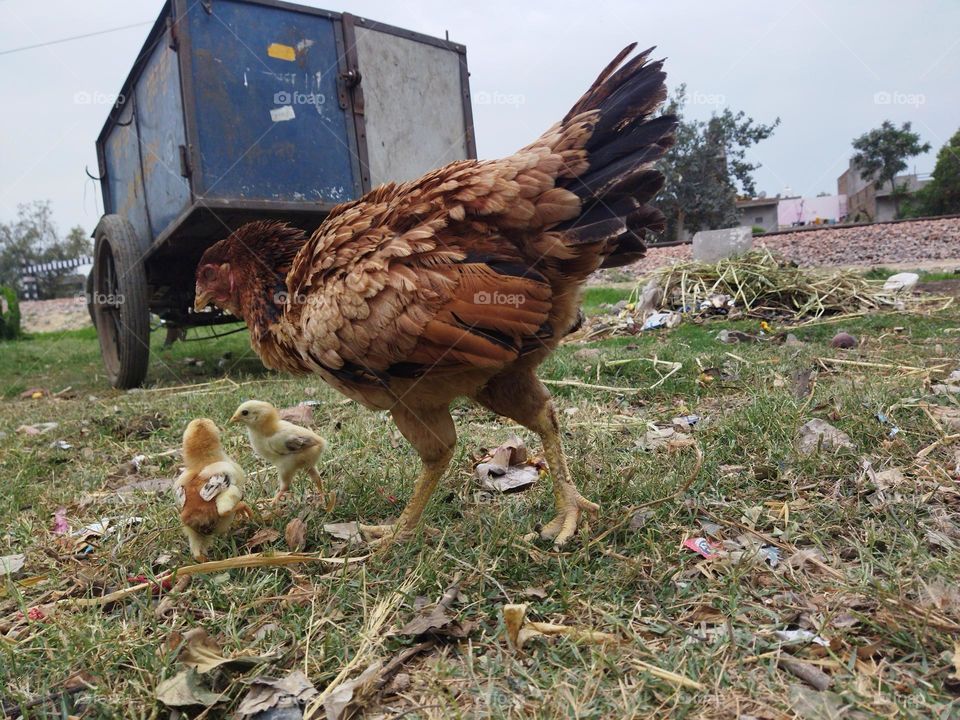aseel hen with tiny chicks