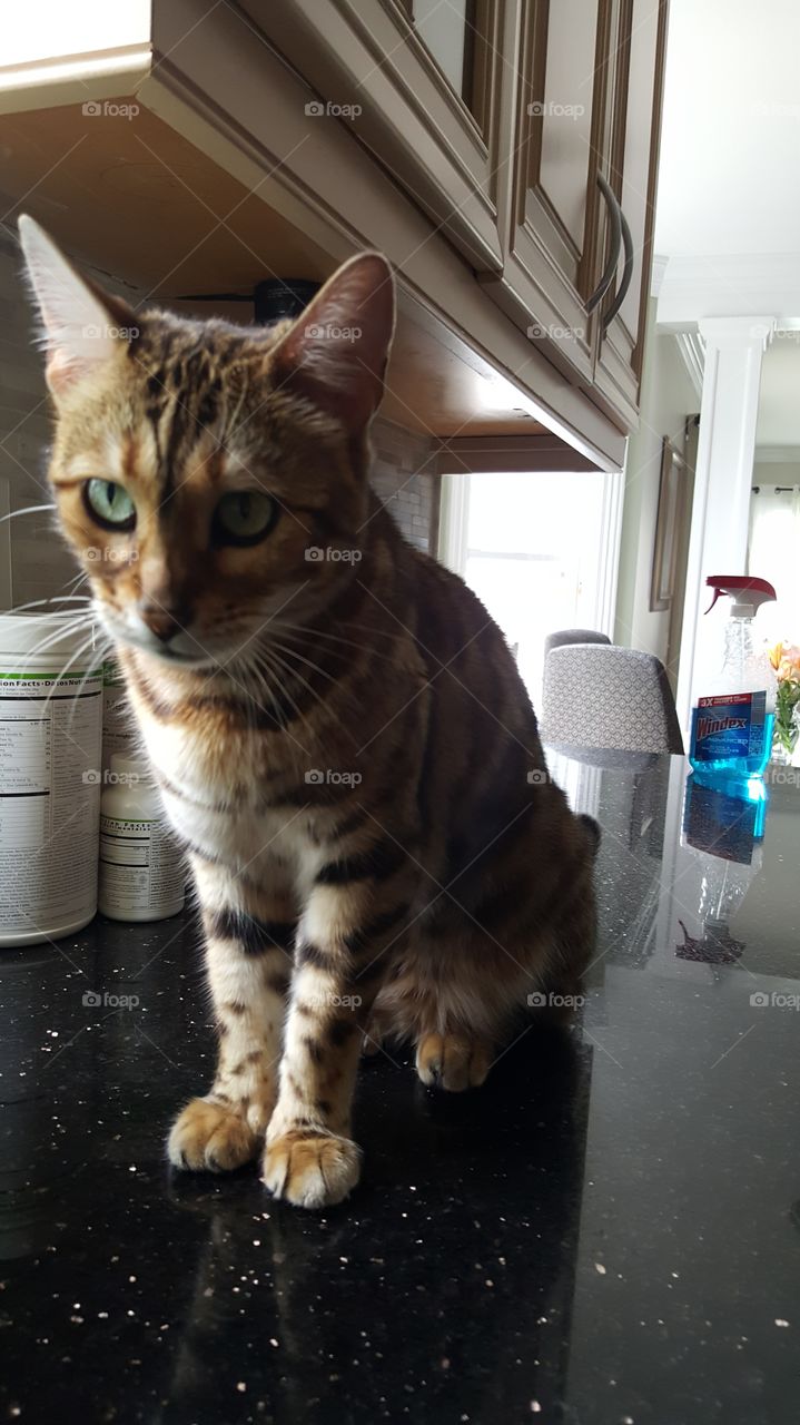 Bengal Cat