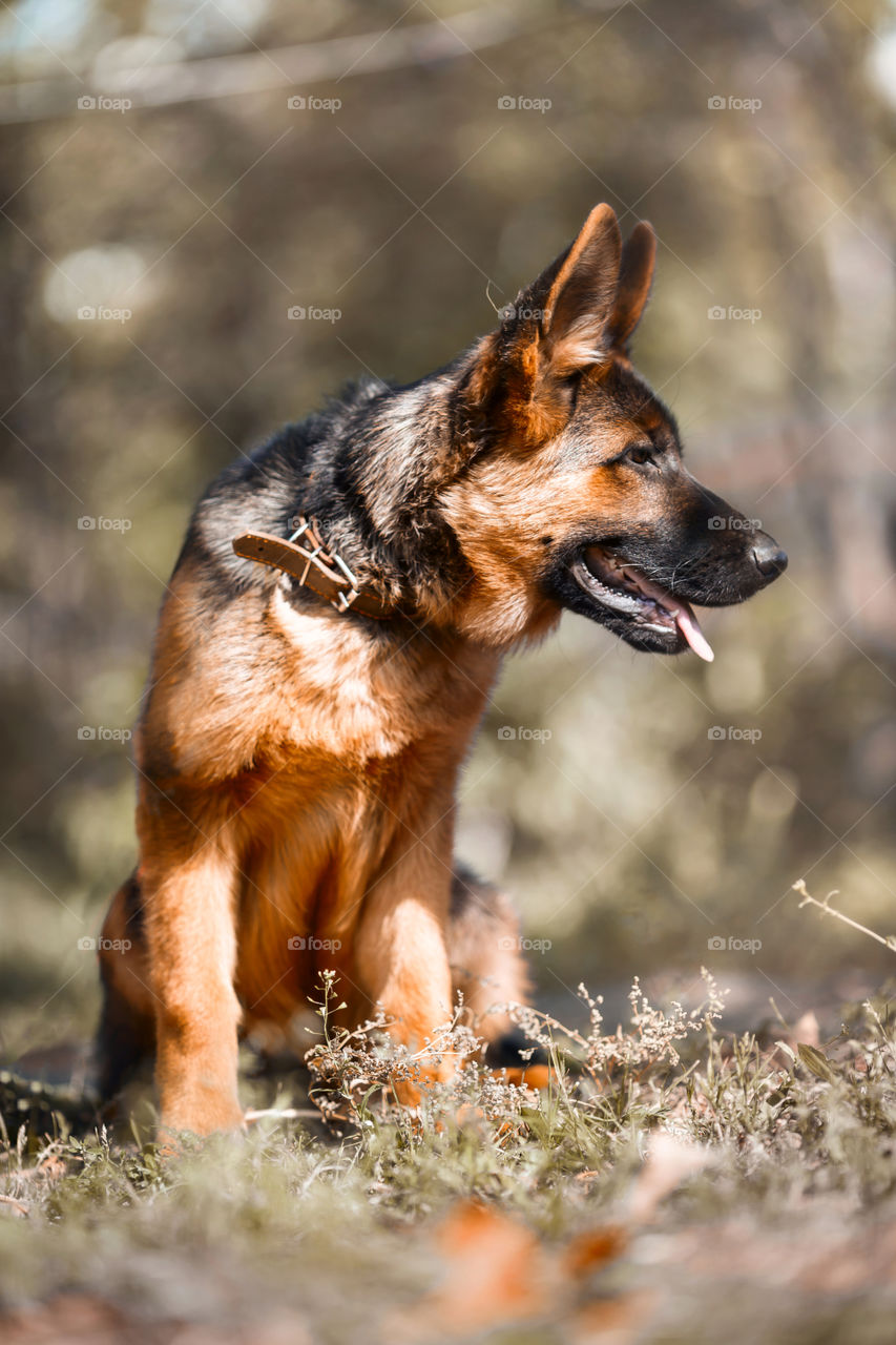 Young German shepherd puppy portrait at autumn park