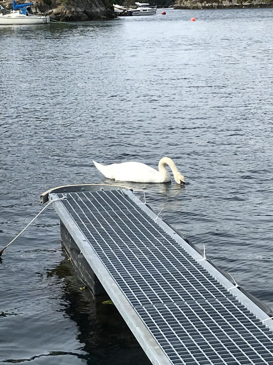 Swan swimming in the sea in Norway. The swan is white with a orange neb.           
