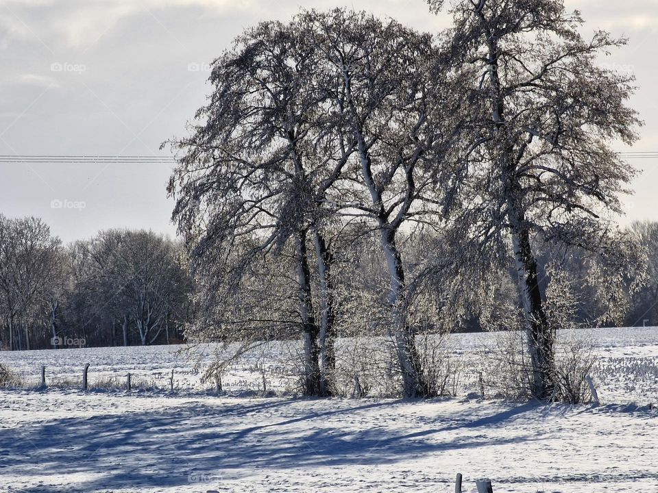 Trees in snow