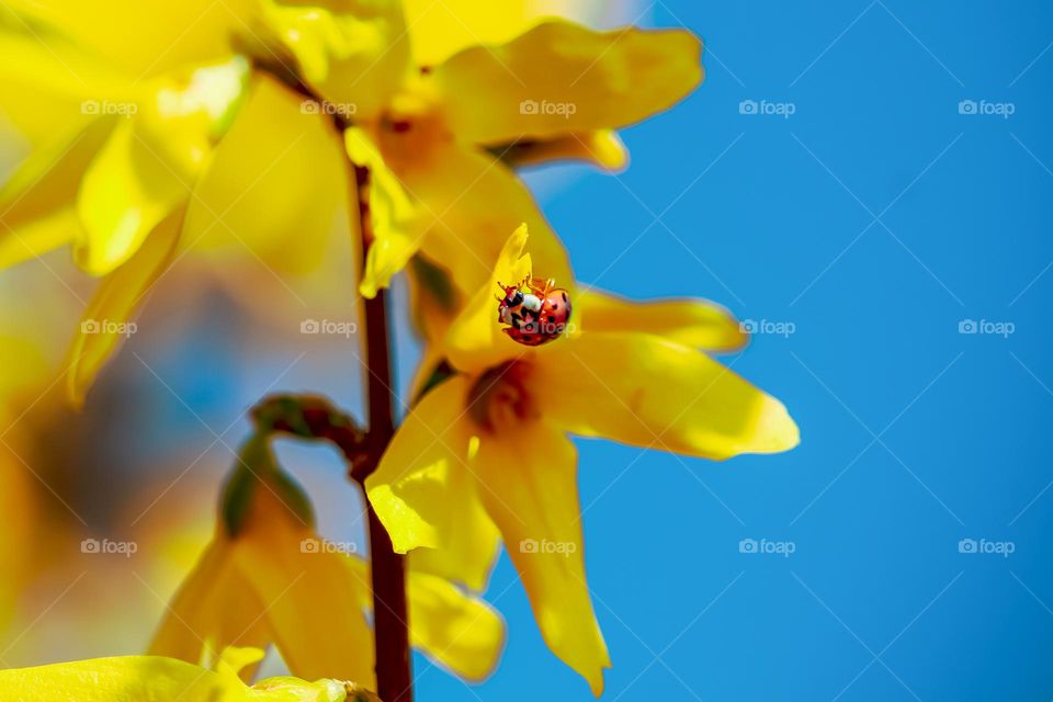 Ladybug on the yellow flower