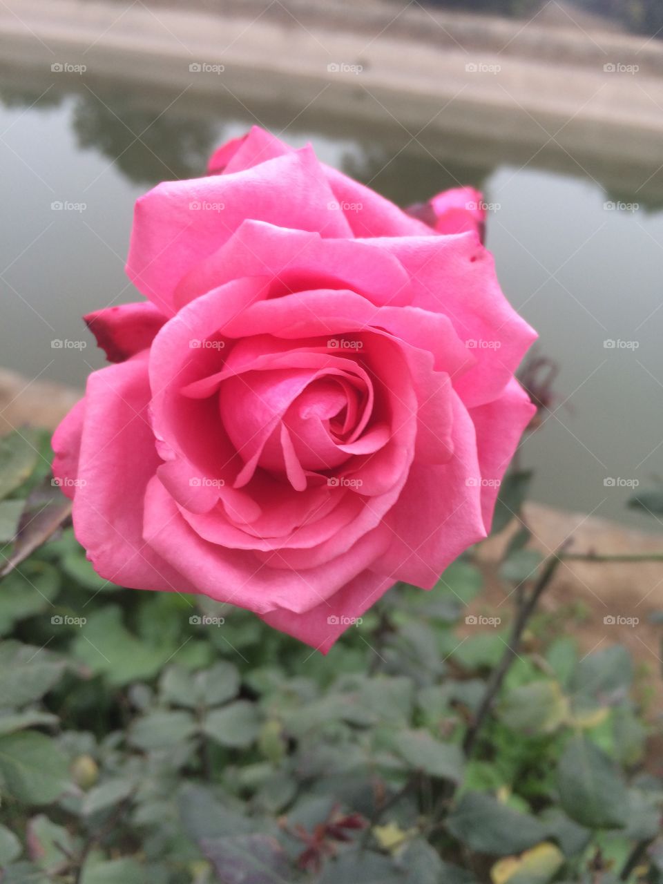 Rose
