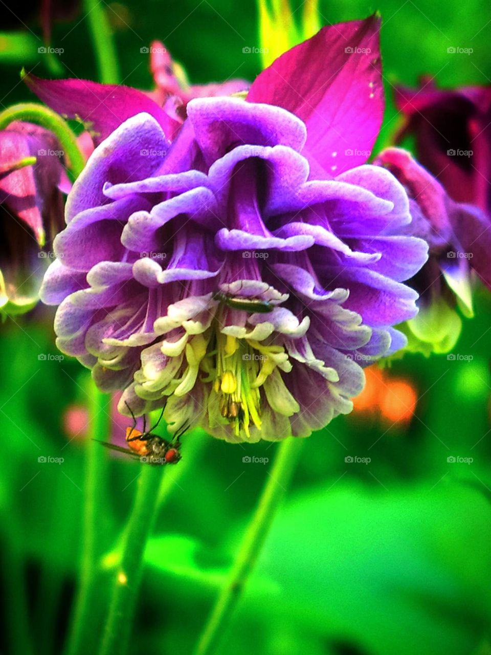 Purple flower  and a fly on it.