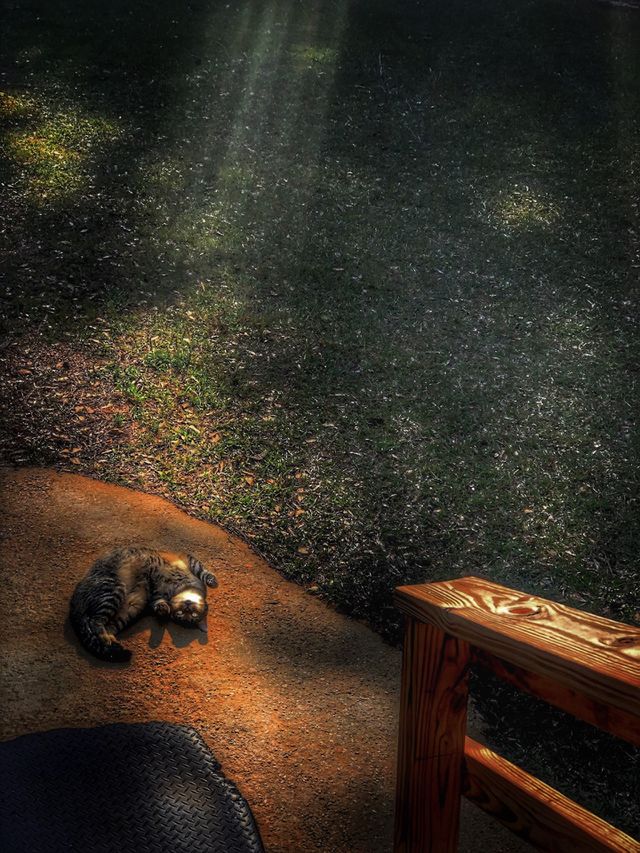 Sunshine Warmth