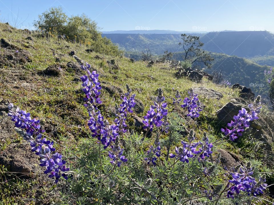 Lupins at Pincushion 