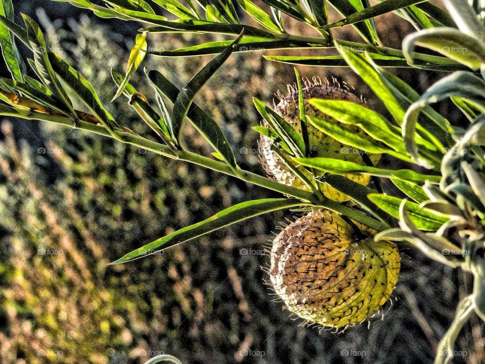 Wild flower in the mountains