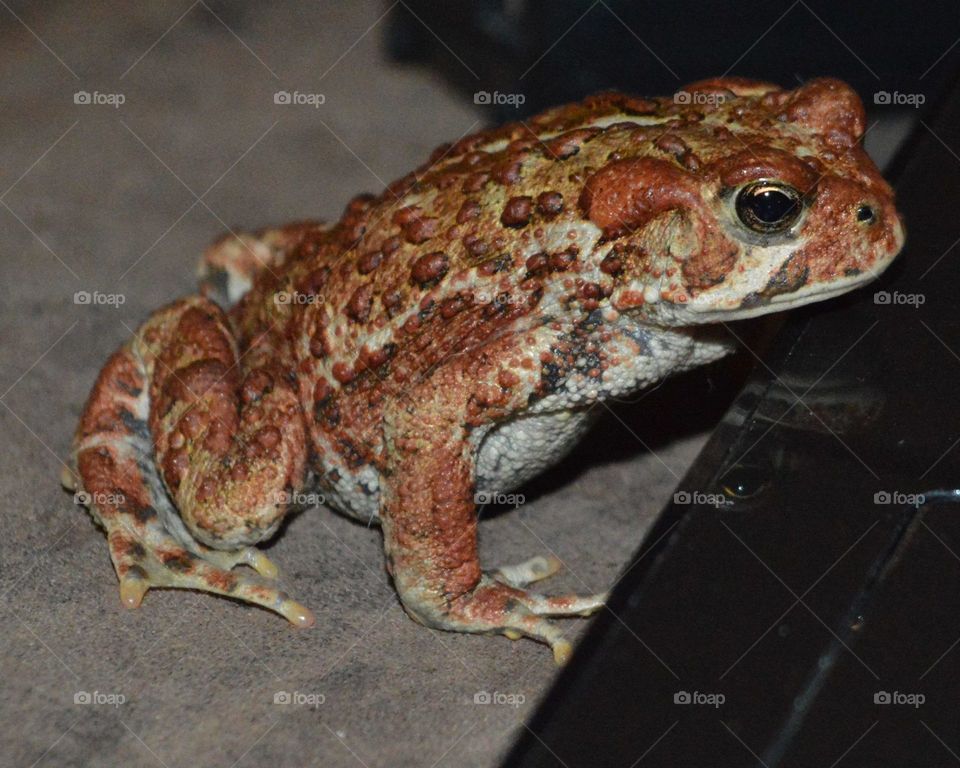 Toad