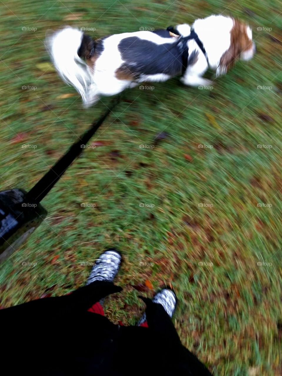 Walking my Papillion in the Spring grass in the rain