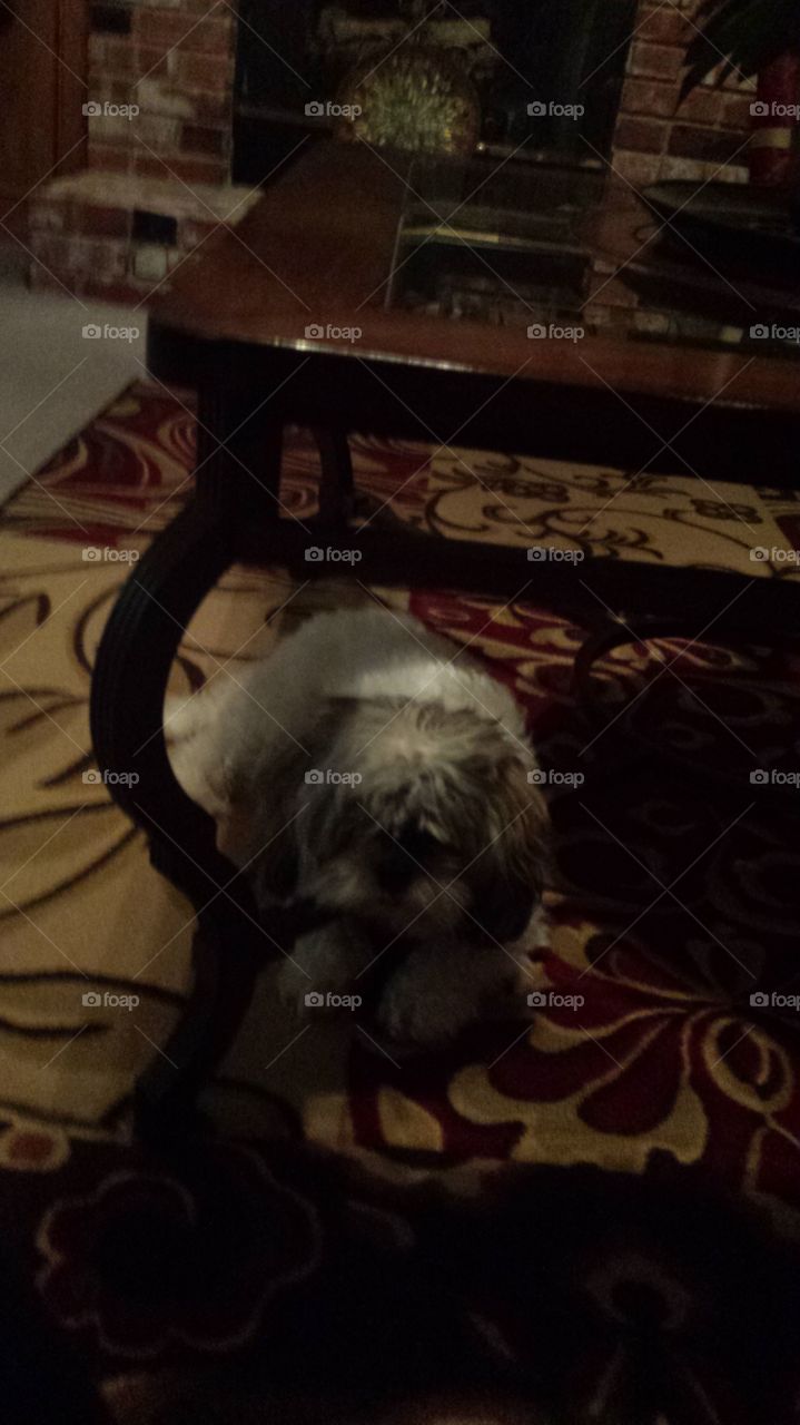 dog tired and cute style