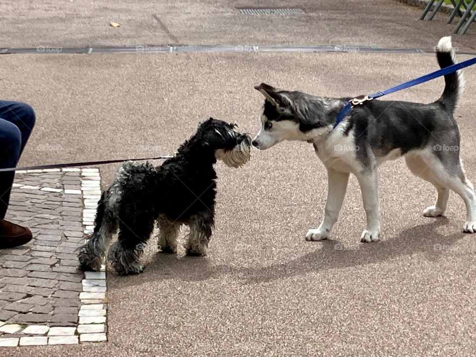 Dogs meeting on a walk