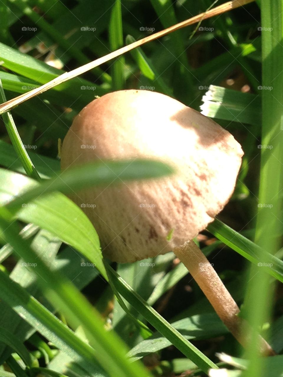 Mushroom in the grass