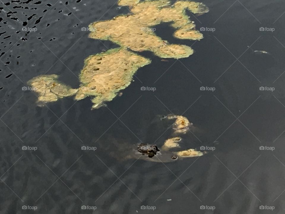 Predator in the Pond