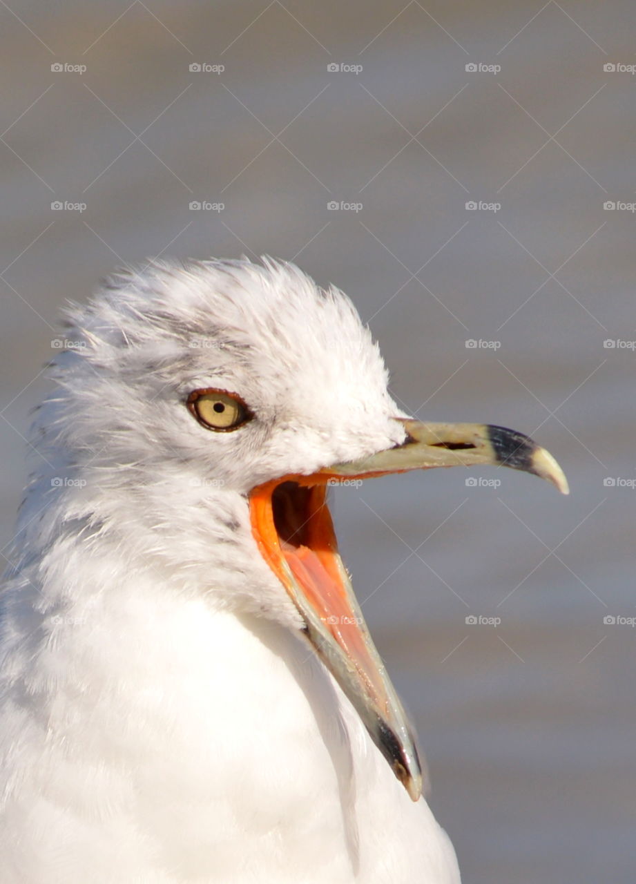 seagull yelling close up