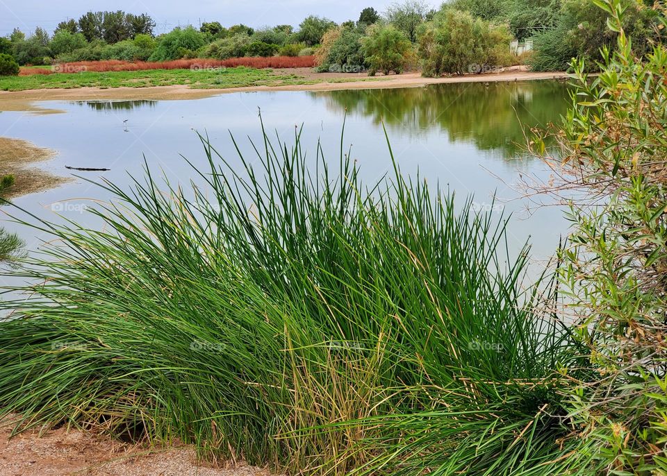 Reeds Along a Lakeshore