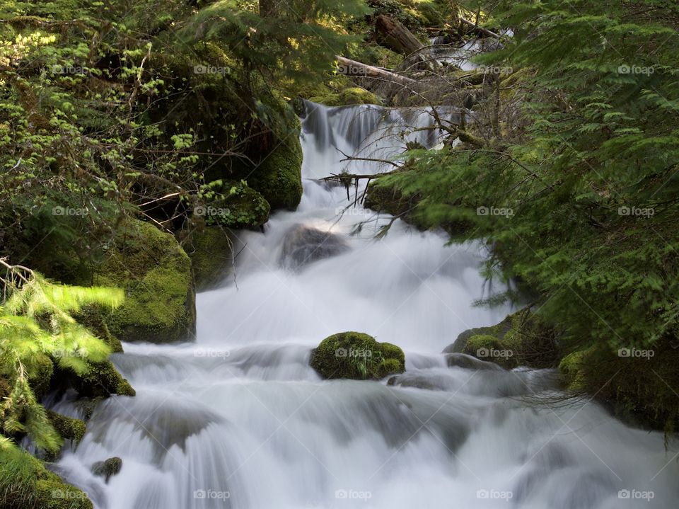 Moss covered rocks and logs in a waterfall in the woods of Southern Oregon on a nice spring day. 