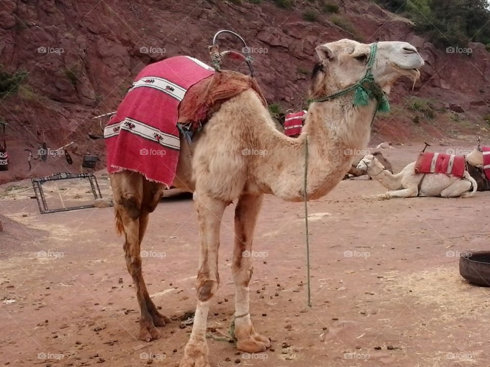 camel marrakech morocco