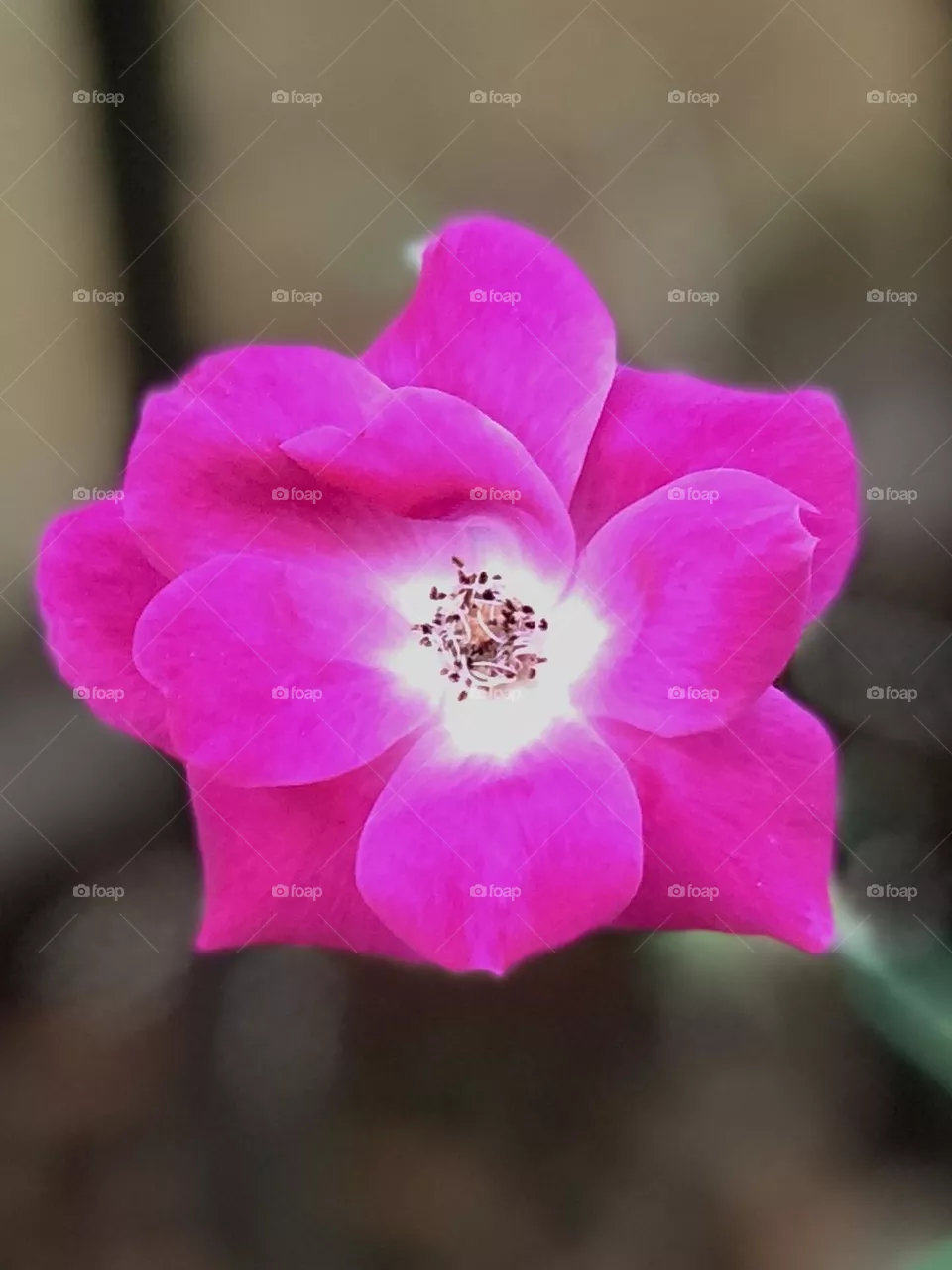 Fiore 