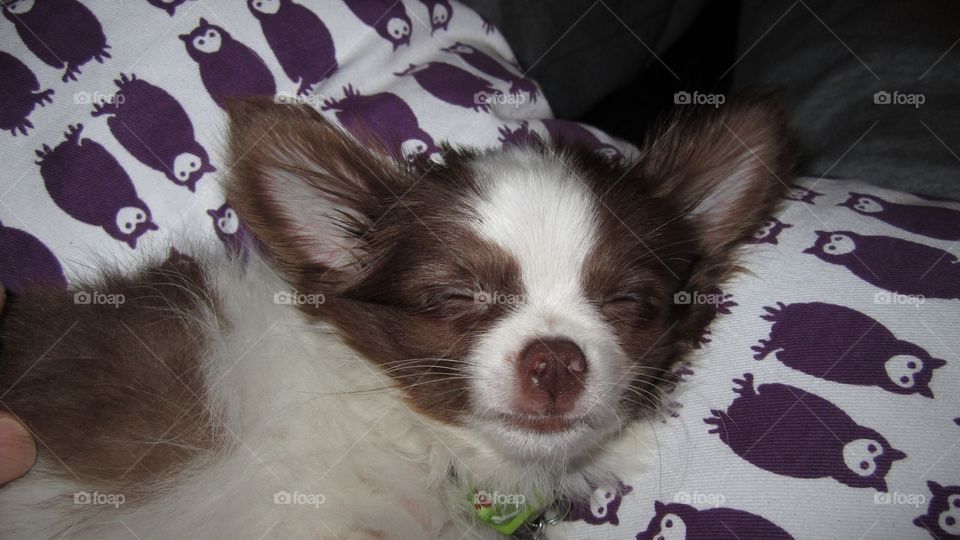 Chihuahua sleeping 