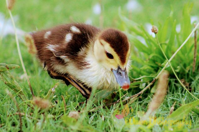 Baby Ducky