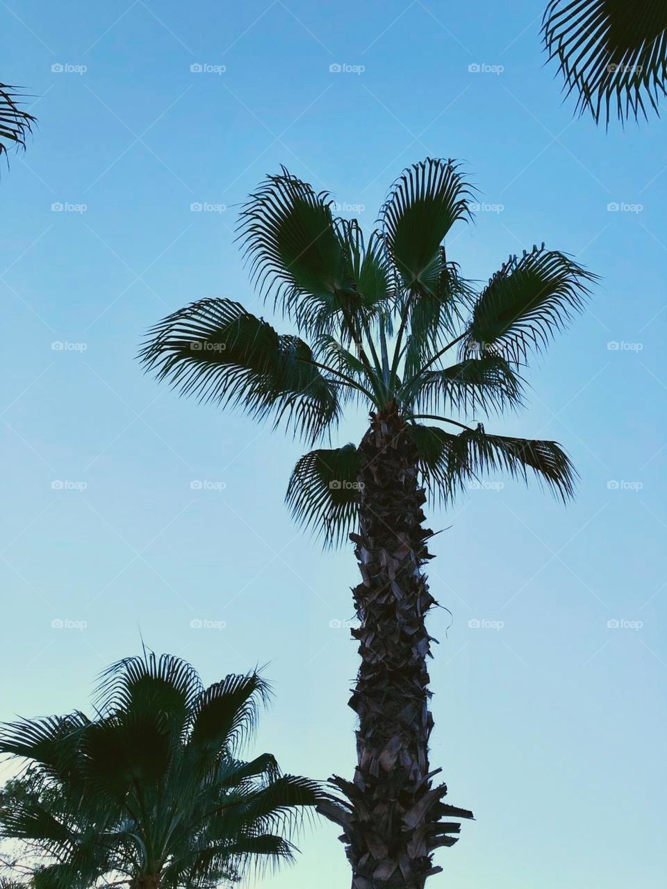 Palm