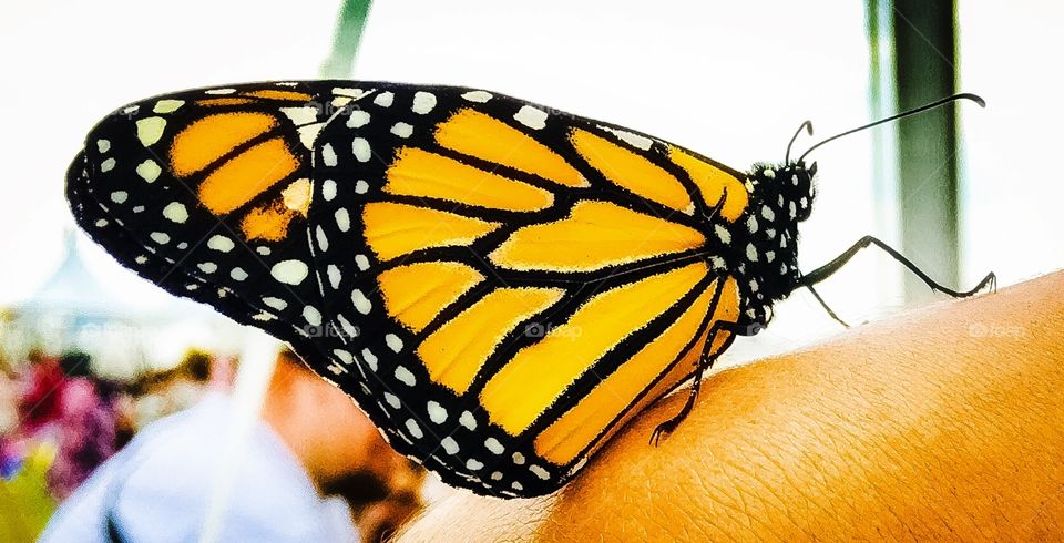 The Monarch. I always love this butterfly. Their spots are awesome.