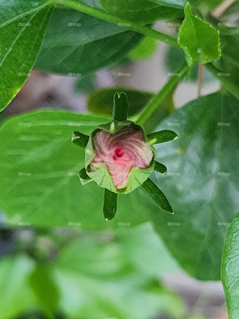 birth of red hibiscus bud