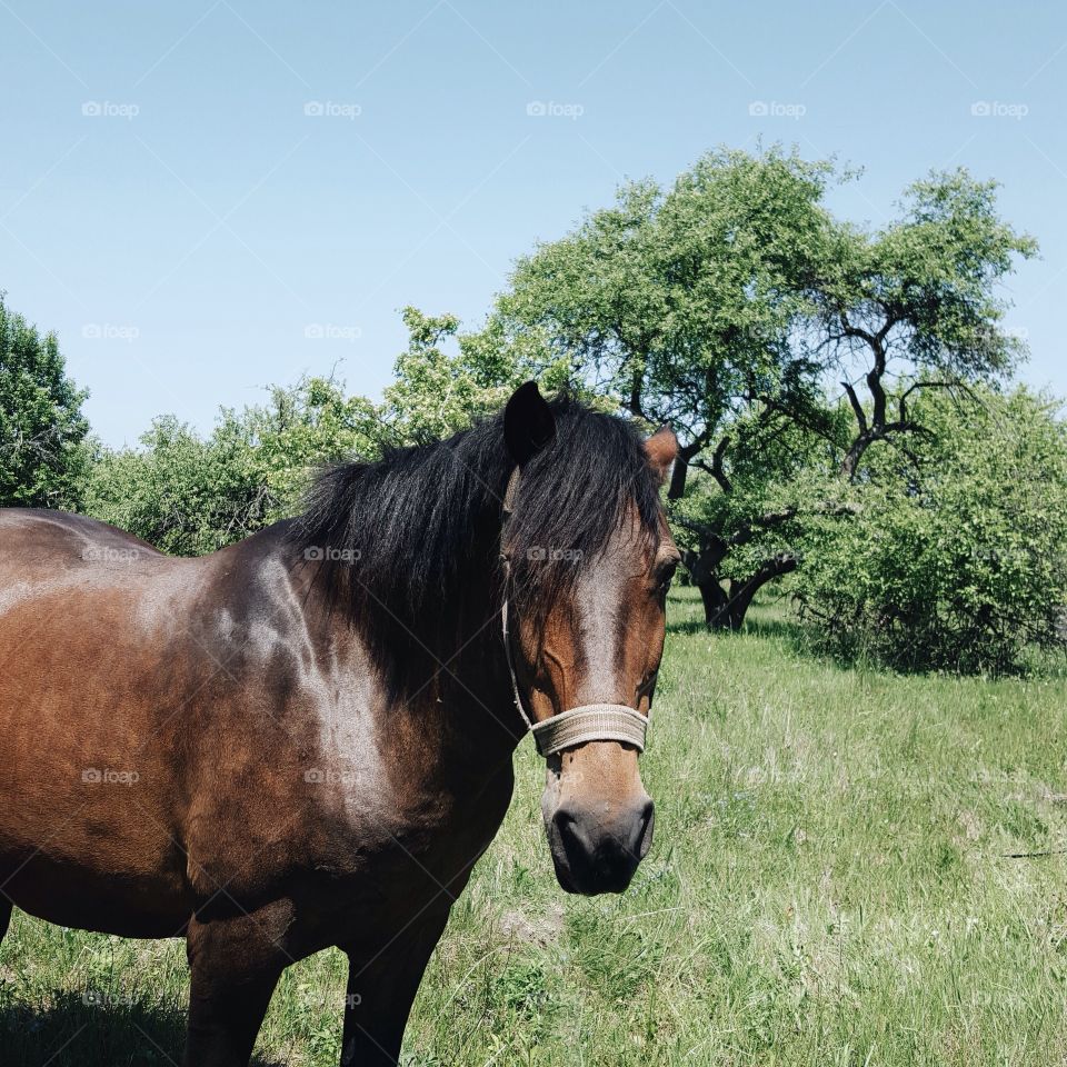 Horse . Nature