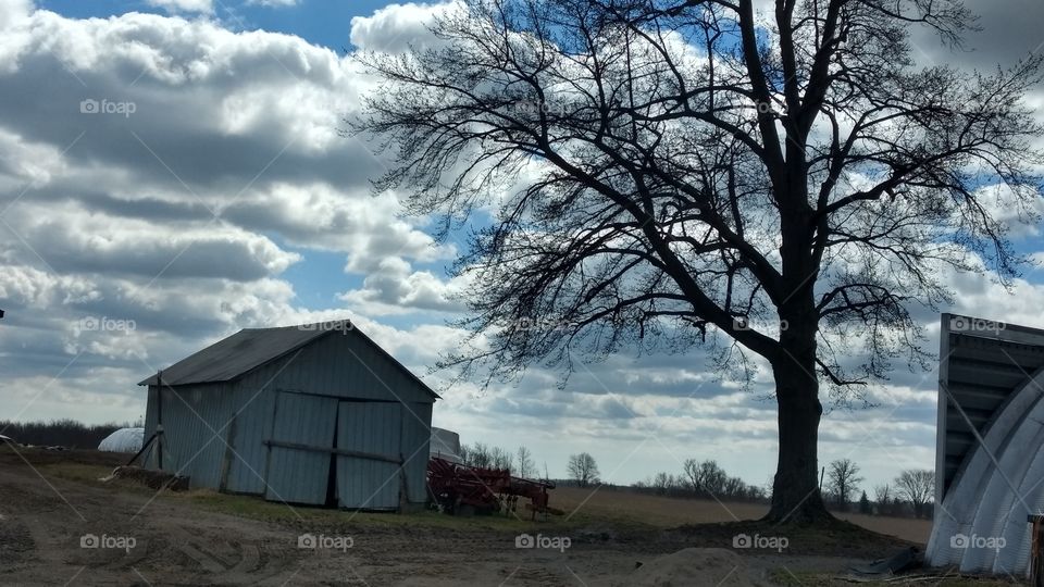 No Person, Tree, Landscape, Barn, Wood