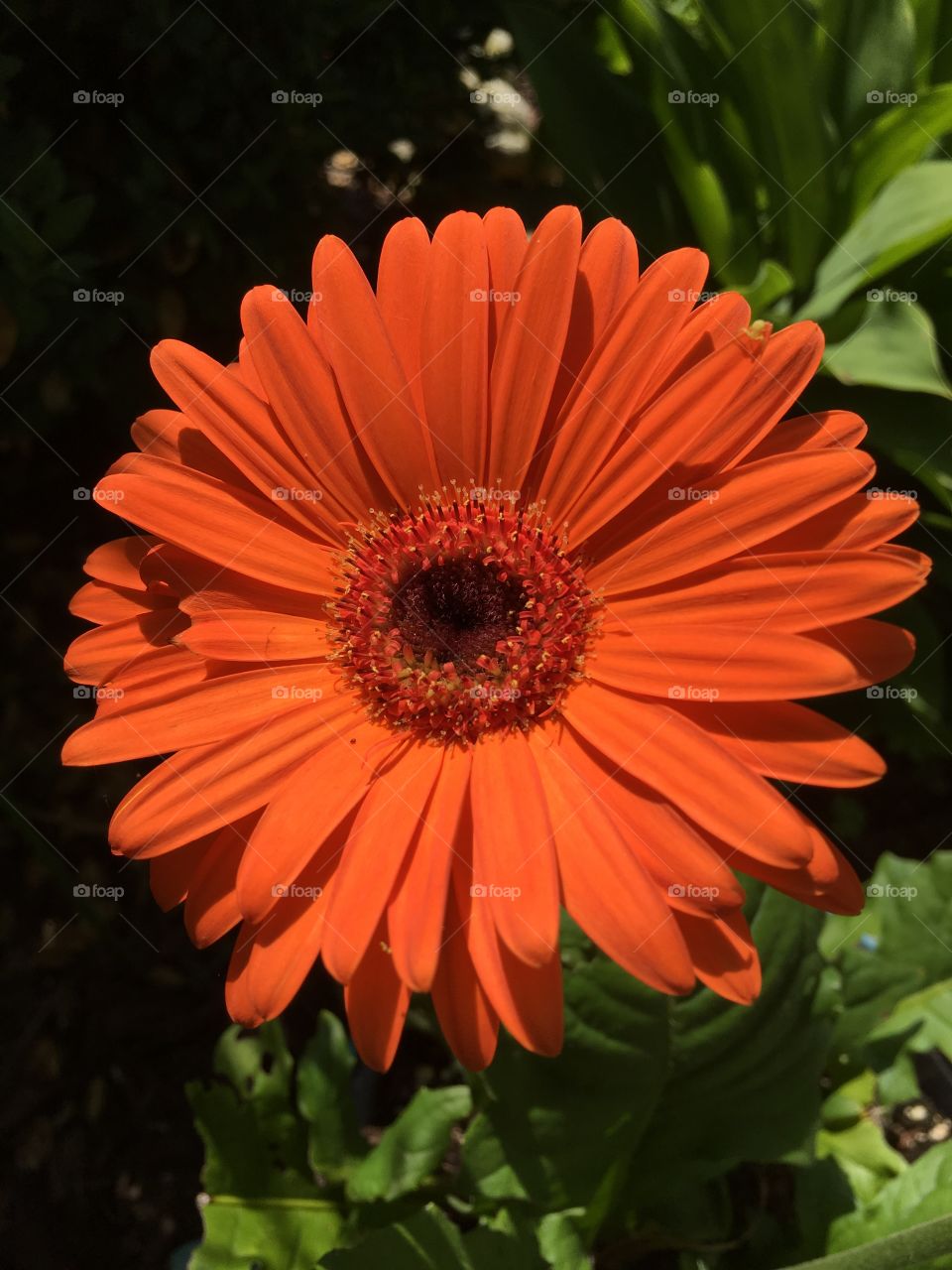 Orange Gerbera