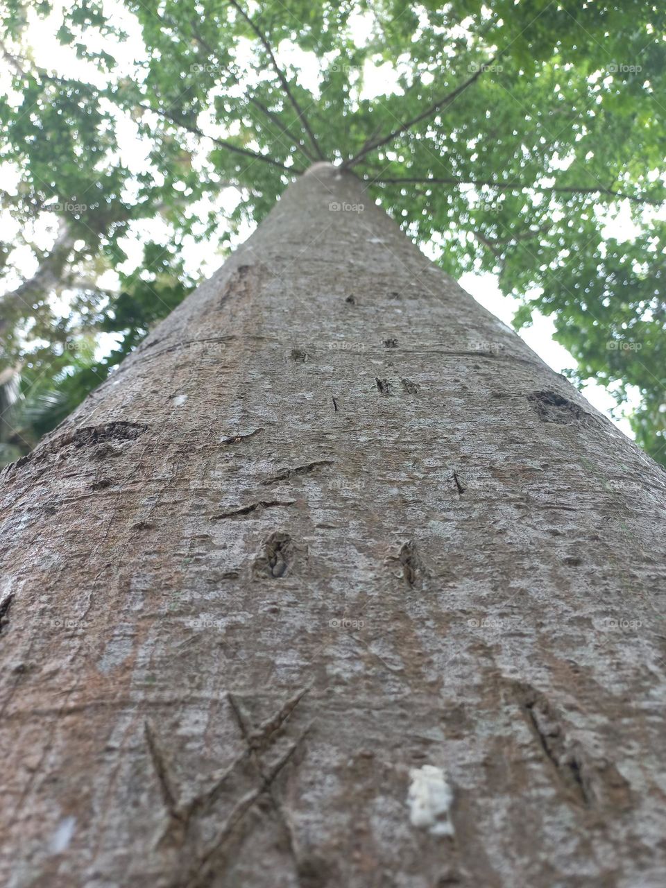 Trees are woody plants with the main characteristic of the trunk having a single tree.